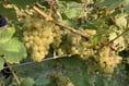 A place you can find grape expectations