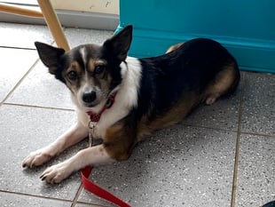 District Council does U-turn on banning dogs-off-the-lead 