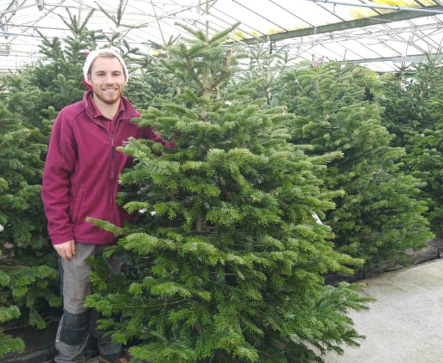 Plants Galore claims lowest Christmas Tree prices in the South West