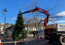 Kingsbridge tree due to be decorated