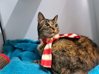 Can you help dogs and cats?