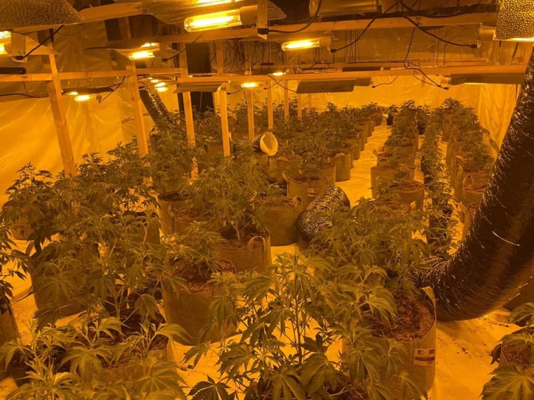 A cannabis factory discovered in Torquay