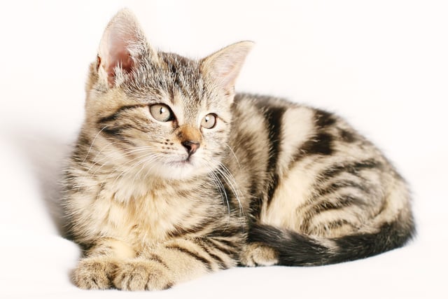 85% of pet lovers would rather spend Valentine’s Day with their pet