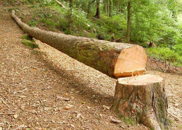 A cut down tree (unrelated to incident) 