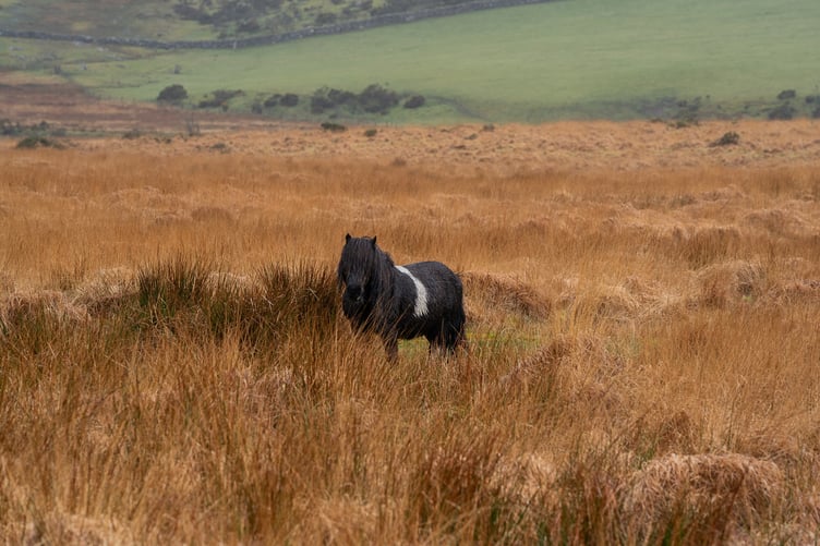 Dartmoor Pony captured on Dartmoor, Devon on March 15th 2024 as over 95,000 people sign a petiton to secure the future of the hill ponies who face possible extinction.  Release date â March 15, 2024.  A petition has been launched to save the famous Dartmoor ponies - which campaigners claim are at risk of ''extinction''.  Nearly 100,000 signatures are calling on the government to halt the decline in the number of ponies that have freely roamed for centuries.  Figures show 20 years ago there were 7,000 Dartmoor Hill ponies roaming free on Dartmoor in Devon - today there are only 1,000.  Natural England has introduced new rules on the moorland - which mean farmers will now have to pay for grazing the ponies on common land.  But a petition launched  by Joceline Hibbs is urging people to save the Dartmoor hill ponies from ''extinction''.