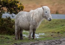 Numbers of Dartmoor Ponies said to be dwindling