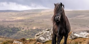 Dartmoor pony petition calls for conservation promise
