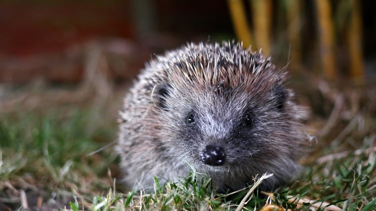 People are being asked to help The National Hedgehog Monitoring Programme