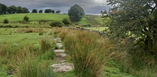 A wobble in the weeds and woods