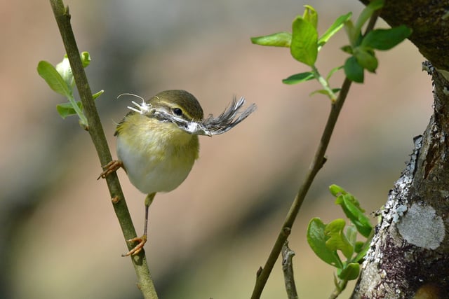 Nature Diary: chiffchaff, bluebells and Sandwich terns