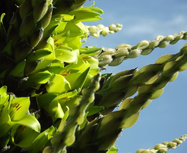 Rare plant is set to flower for first time in more than a decade