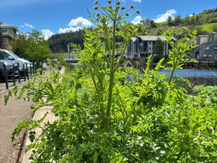 Poisonous plant spotted in Totnes