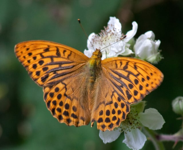 Nature Diary: Devon's beautiful butterflies, by Phil Dean