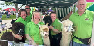 Alpacas meet the public at show