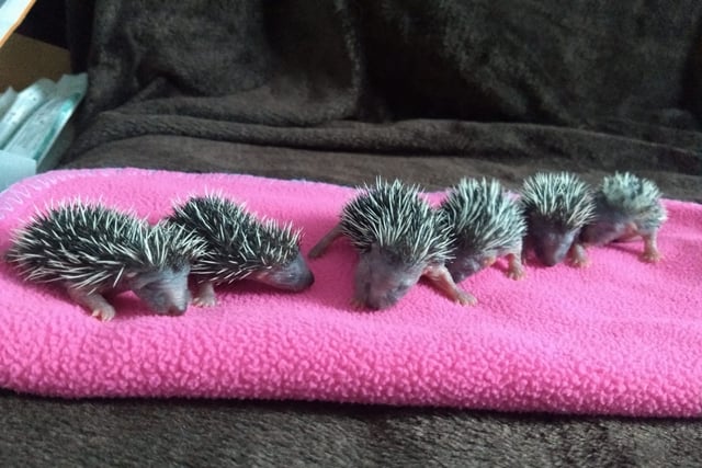 Join the Quiz Night for Prickles in a Pickle to help hedgehogs