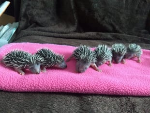 Join the Quiz Night for Prickles in a Pickle to help hedgehogs