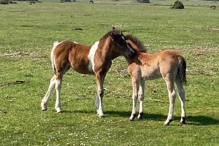 Two foals