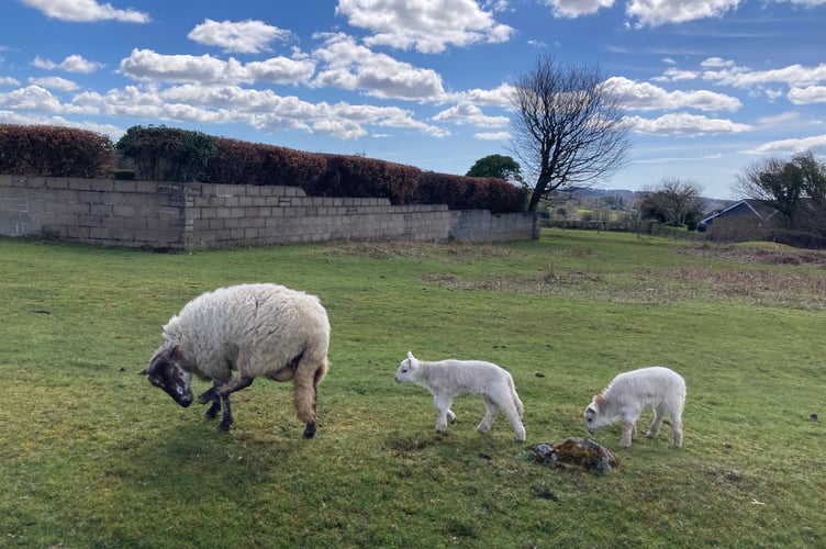 A ewe followed by her two lambs