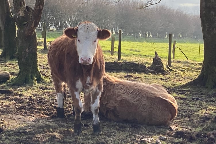 Two cows