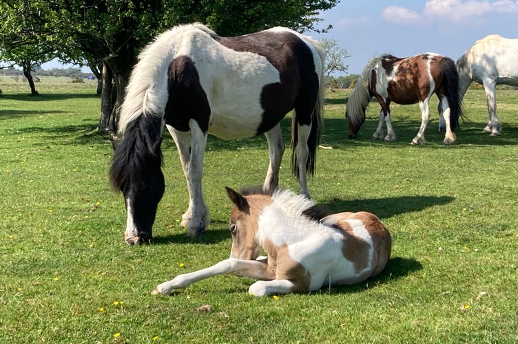 A mare and her foal