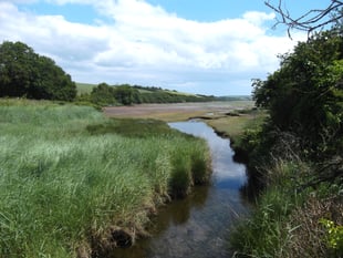 South Hams Nature Diary | Strange new worlds of the saltmarsh 