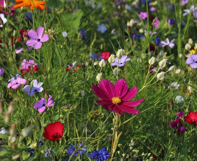 Join Dementia Friendly Parishes for an Open Garden at Gnaton Hall
