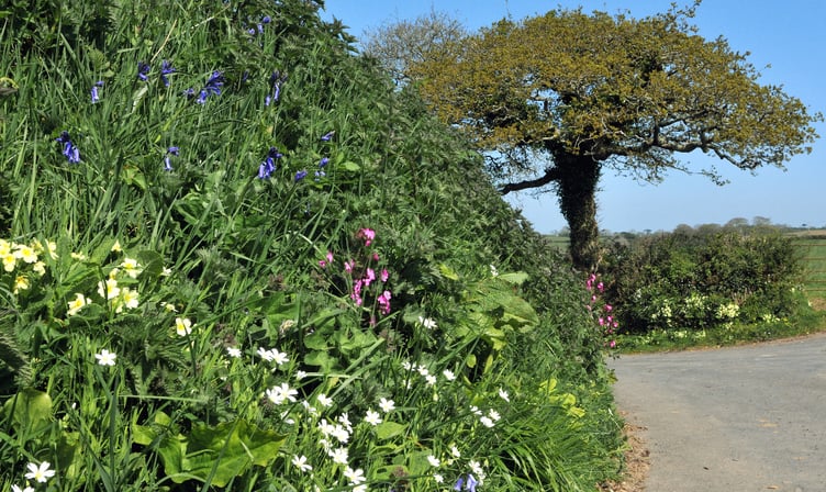 Devon hedgerow spring - Rebecca Hosking