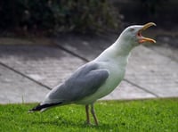 Injured seagull rescued by fire crews in Loddiswell