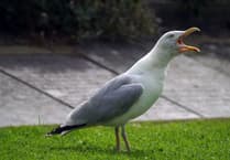 Seagull rescued by fire crews