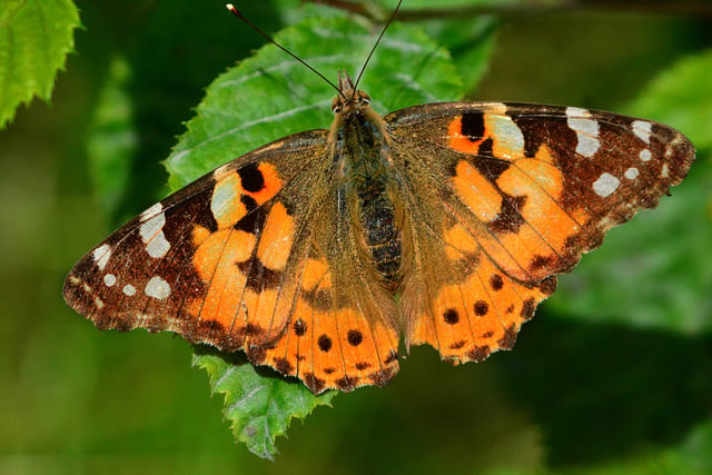 Caroline Snow | Migrating insects hit by poor weather and pesticides