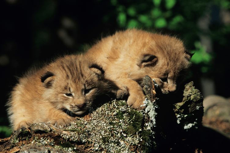 The two new Lynx Kits - Dartmoor Zoo