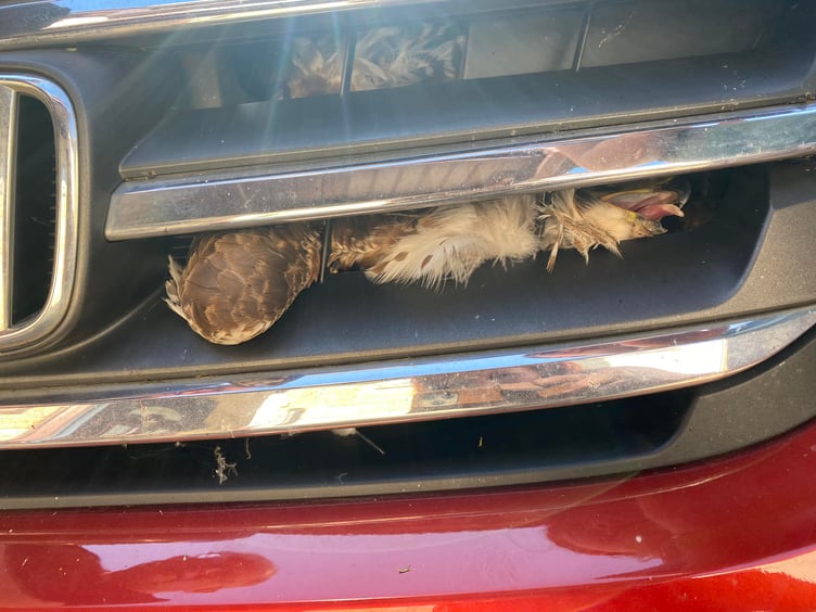 Believe it or not, the buzzard survived this brush with a car