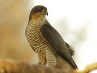 Caroline Snow Column | Reintroductions boost wildlife