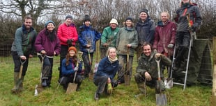 Devon charity aims to plant 34,000 trees on dartmoor