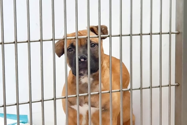 More than 900 animal abuse reports in Devon so far this year