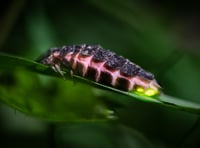 Explore South Devon's glow-worm hike
