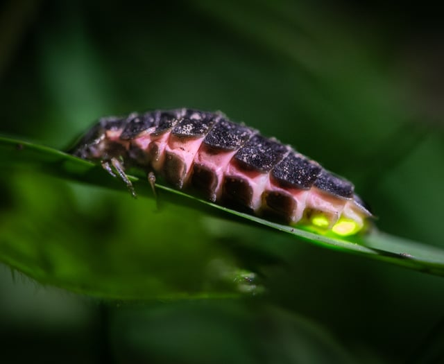 Explore South Devon's glow-worm hike