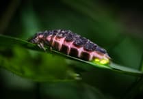 Discover the South Hams enchanting glow-worms