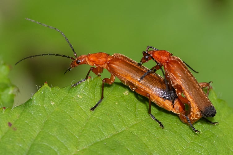Common Red Soldier Beetles - Rhagonycha fulva pair 08-07-23
