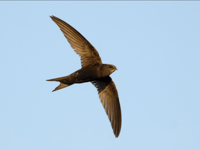 Talk on House Martins, Swallows & Swifts