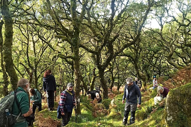 Boost for Dartmoor’s woodlands