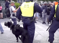 Charity raises concerns over muzzled police dogs in Plymouth riot