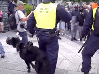 Charity raises concerns over muzzled police dogs in Plymouth riot