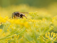 Caroline Snow Column | Why we should tolerate flying ants and wasps