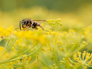 Caroline Snow Column | Why we should tolerate flying ants and wasps