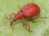  Geoff Foale Nature Diary | The battle between good and Weevil 