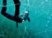 Report highlights changes in South West England’s marine life 