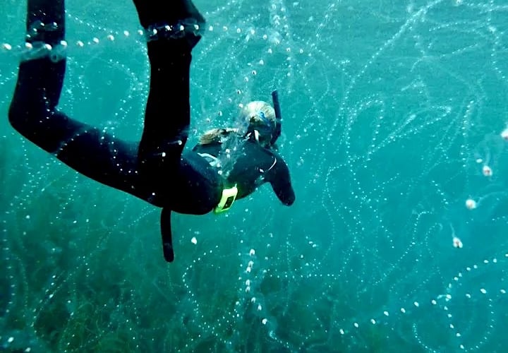 Hundreds of volunteer scientists and professionals helped to compile data for the report
