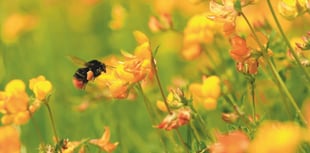 High Pollen Levels Return to South West: Prepare for Hay Fever