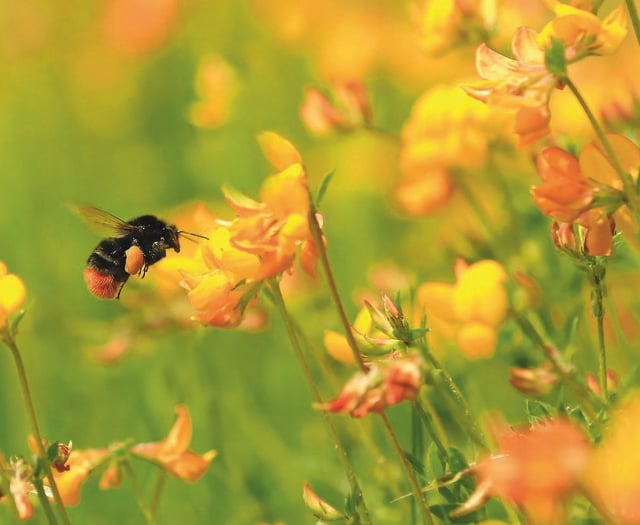 High Pollen Levels Return to South West: Prepare for Hay Fever